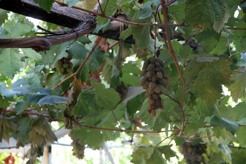 Bağbozumu sonrası yapılan 300 yıllık tatlı: Kedi Bacağı