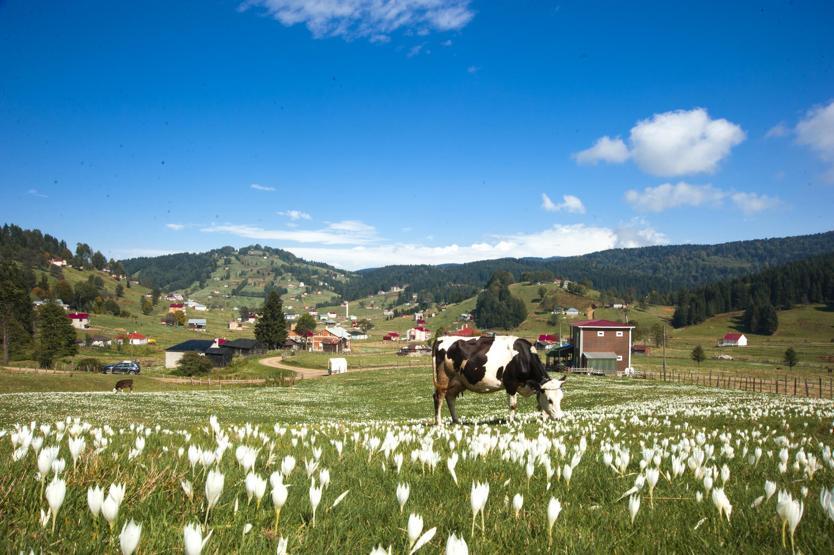 Bu yayla ilkbaharda mora, sonbaharda beyaza bürünüyor