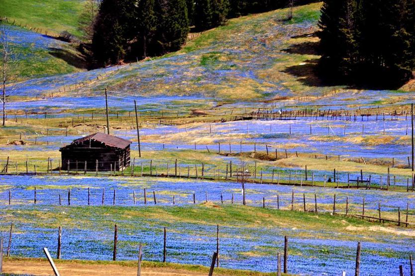 Bu yayla ilkbaharda mora, sonbaharda beyaza bürünüyor