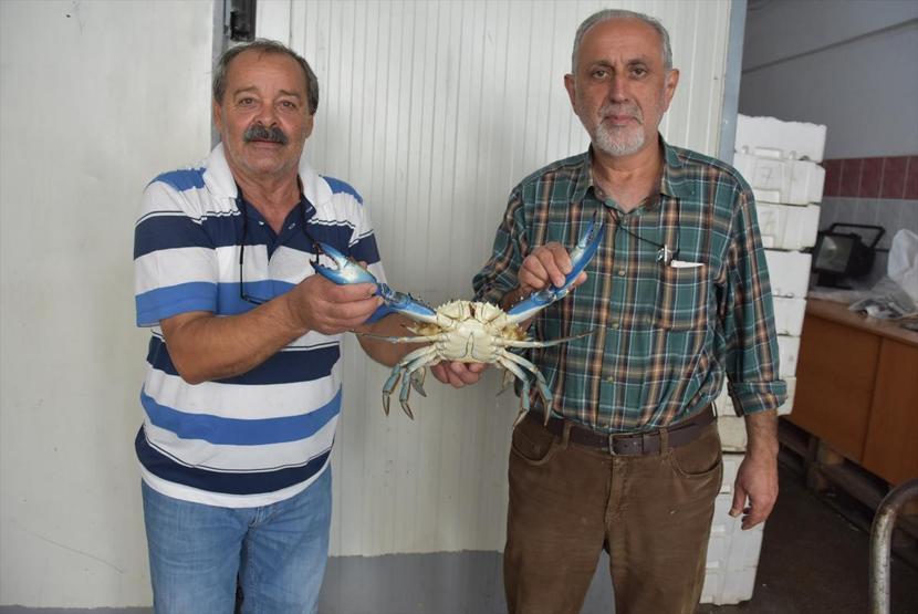 Karadenizde mavi yengeç şaşkınlığı
