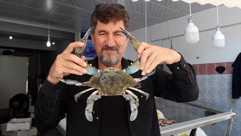 Karadenizde mavi yengeç şaşkınlığı