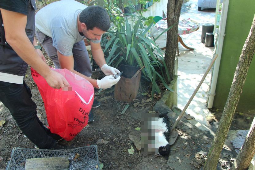 Sarıyerde korkunç olay: 2 kediyi vahşice öldürdüler