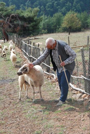 Koç, sahibini korkunç bir şekilde öldürdü