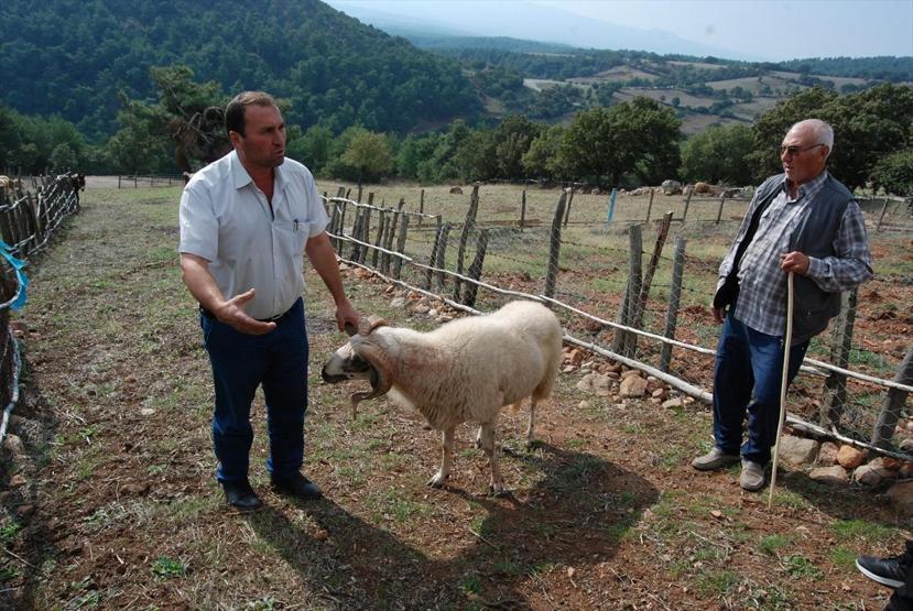 Koç, sahibini korkunç bir şekilde öldürdü