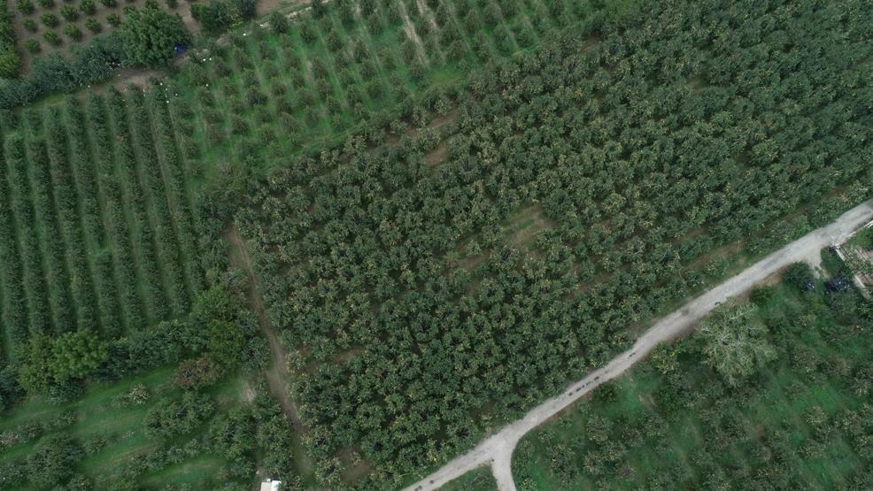 Deveci armudunda verim düşük, fiyat yüksek