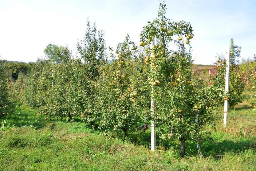 Deveci armudunda verim düşük, fiyat yüksek