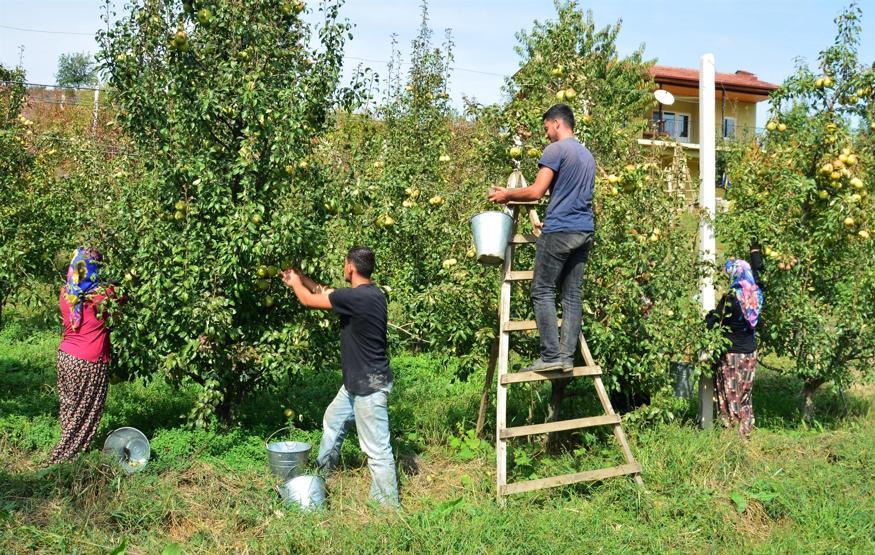 Deveci armudunda verim düşük, fiyat yüksek