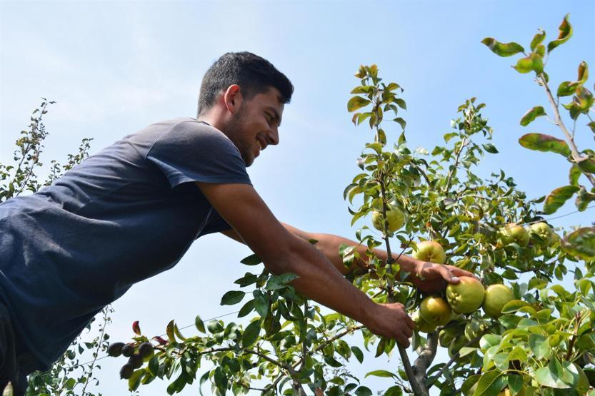 Deveci armudunda verim düşük, fiyat yüksek