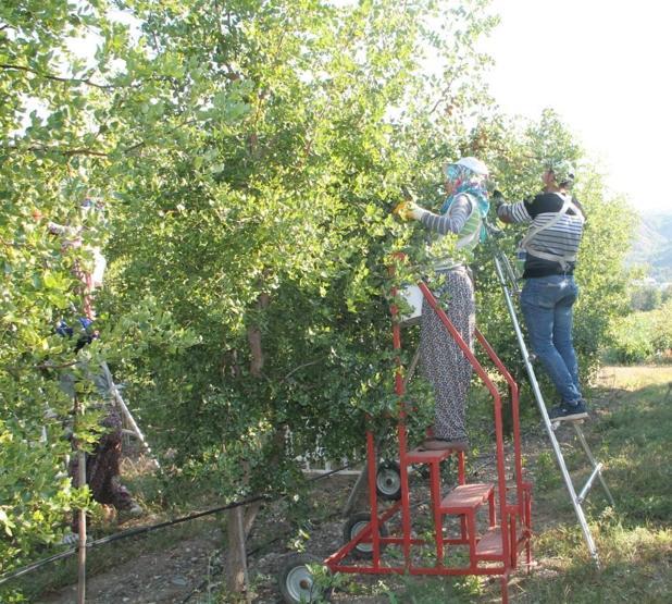 Rüyasında gördü ölümsüzlük meyvesi olarak bilinen hünnabı üretti