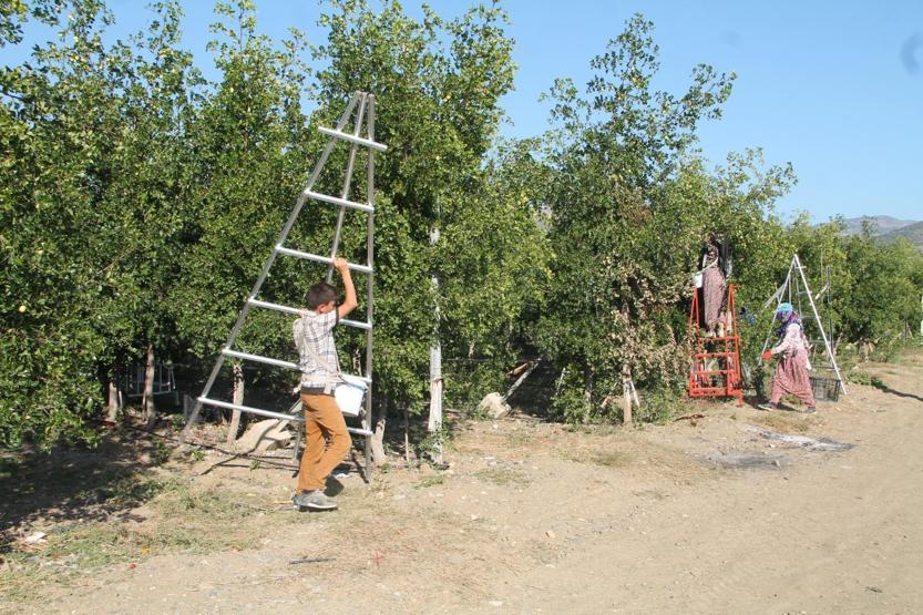 Rüyasında gördü ölümsüzlük meyvesi olarak bilinen hünnabı üretti