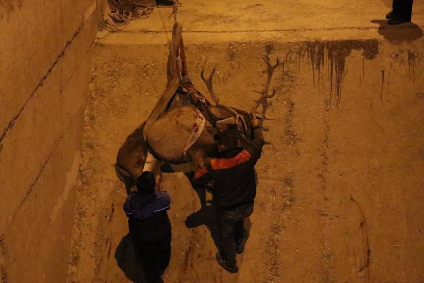Kızıl geyik böyle kurtarıldı