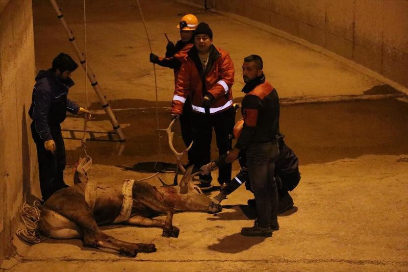 Kızıl geyik böyle kurtarıldı