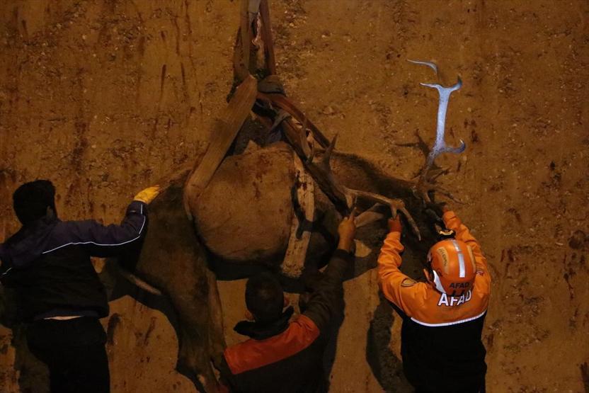 Kızıl geyik böyle kurtarıldı