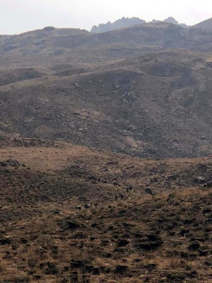 Komandolar, Herekol Dağında PKKlı bırakmadı