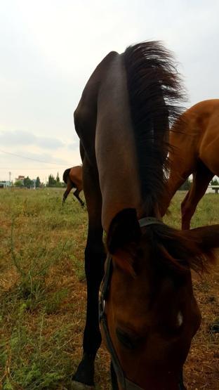 400 bin liralık yarış atını yavrusuyla birlikte çaldılar