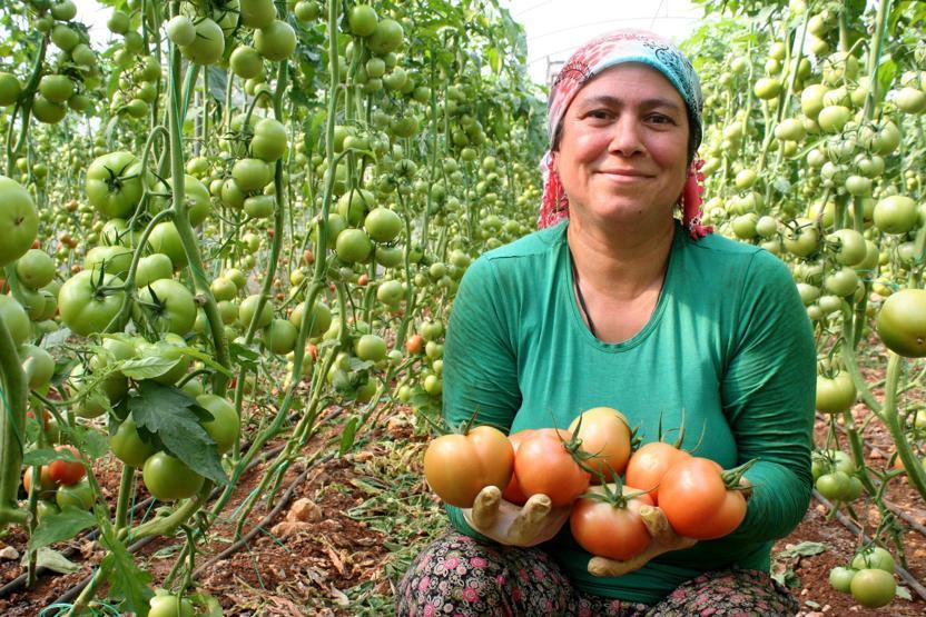 Domates tarlada 3.60 TL, market rafında 8.90 TL