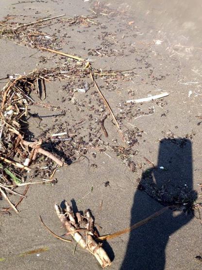 Binlerce arı sahile vurdu