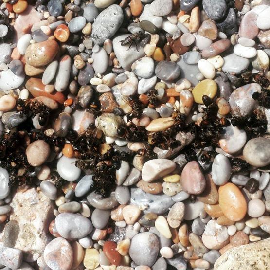 Binlerce arı sahile vurdu