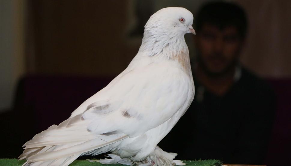 Otomobil verdiler istemedi, 100 bin lira istiyor