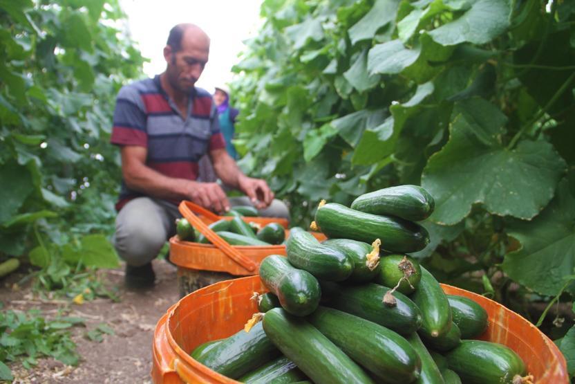 Yılda 1 milyon 750 bin ton salatalık üretiyor, doğunun ihtiyacını karşılıyor