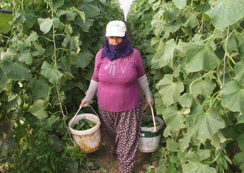 Yılda 1 milyon 750 bin ton salatalık üretiyor, doğunun ihtiyacını karşılıyor