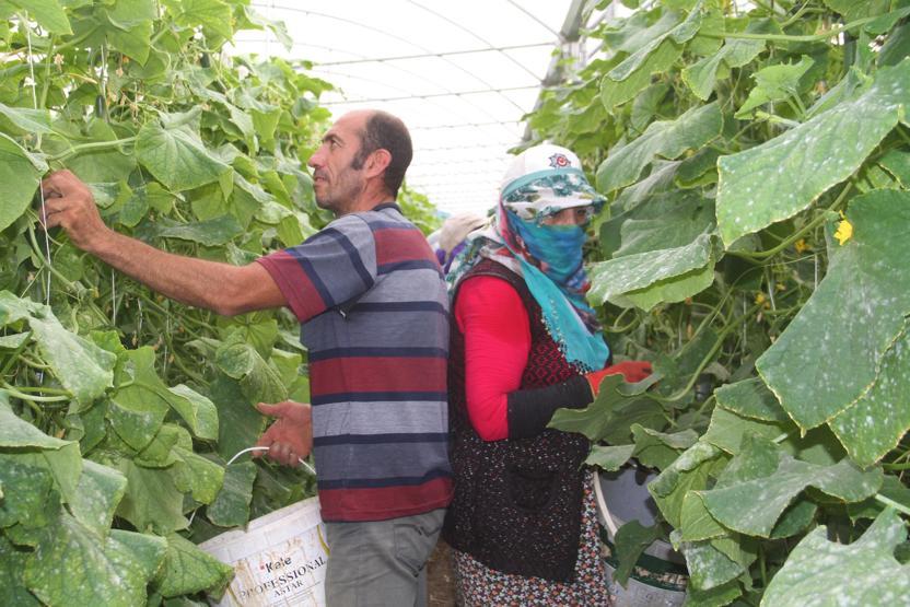 Yılda 1 milyon 750 bin ton salatalık üretiyor, doğunun ihtiyacını karşılıyor