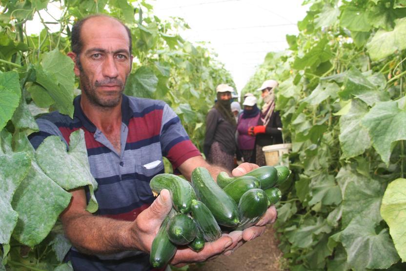 Yılda 1 milyon 750 bin ton salatalık üretiyor, doğunun ihtiyacını karşılıyor