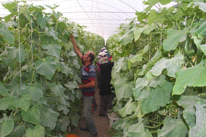 Yılda 1 milyon 750 bin ton salatalık üretiyor, doğunun ihtiyacını karşılıyor