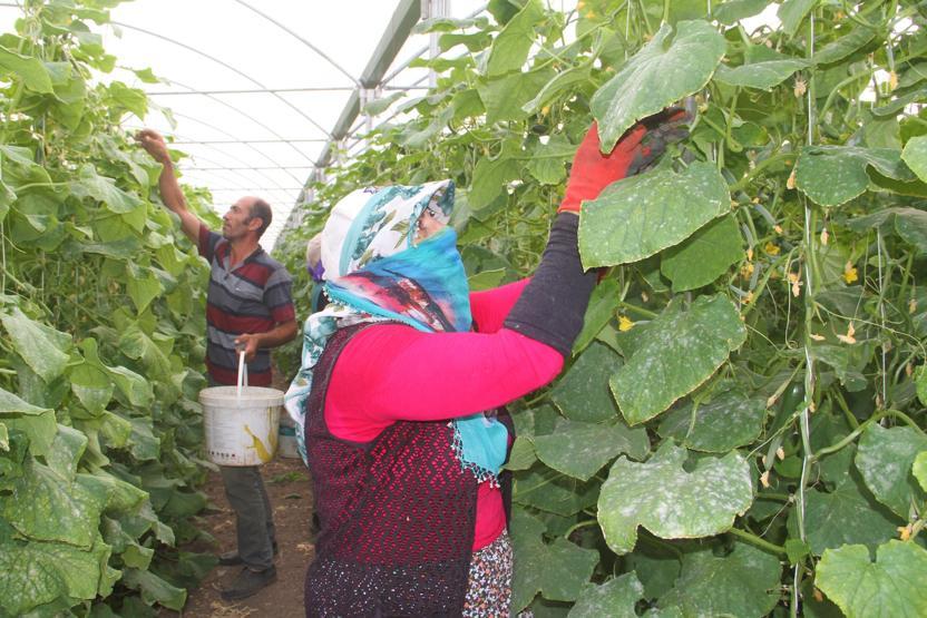 Yılda 1 milyon 750 bin ton salatalık üretiyor, doğunun ihtiyacını karşılıyor