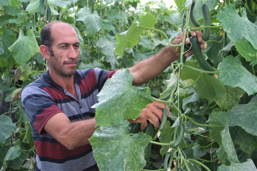 Yılda 1 milyon 750 bin ton salatalık üretiyor, doğunun ihtiyacını karşılıyor