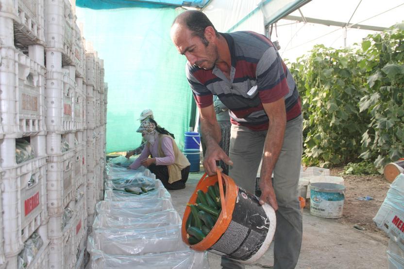 Yılda 1 milyon 750 bin ton salatalık üretiyor, doğunun ihtiyacını karşılıyor