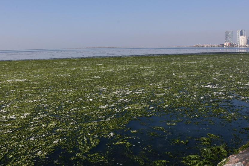 İzmir Körfezini kaplayan deniz marullarıyla ilgili korkutan açıklama