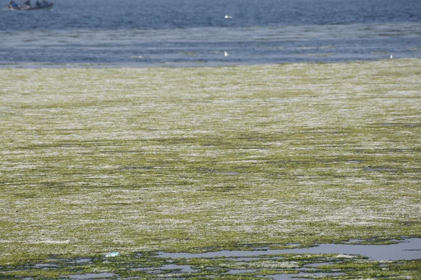 İzmir Körfezini kaplayan deniz marullarıyla ilgili korkutan açıklama