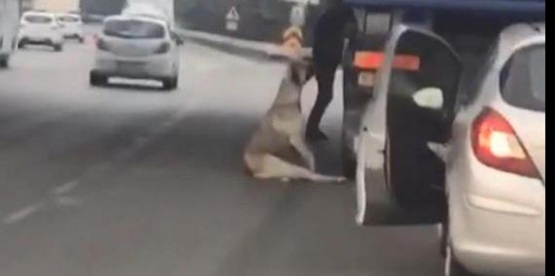 Köpek boğulmak üzereyken kurtarıldı