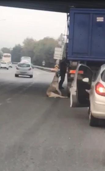 Köpek boğulmak üzereyken kurtarıldı