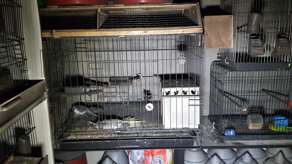 Pet shop yangınında kuşlar telef oldu