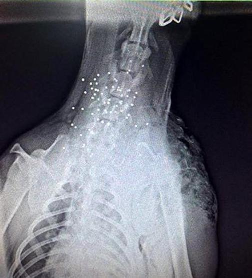Sokak köpeği tüfekle boğazından vuruldu