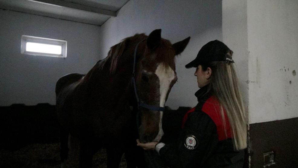 İstanbulun atlı polisleri göreve böyle hazırlanıyor
