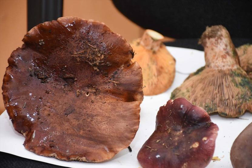 Tüm mantarlar yenir ama bazıları sadece bir kez