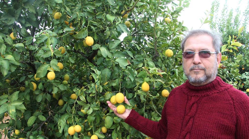 4 ülkenin meyvesini tek ağaçta yetiştirdi, bahçe ziyaretçi akınına uğradı