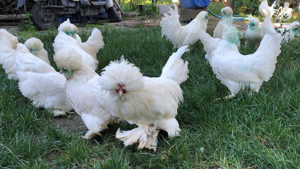 Osmanlı süs tavuklarının dudak uçuklatan fiyatı