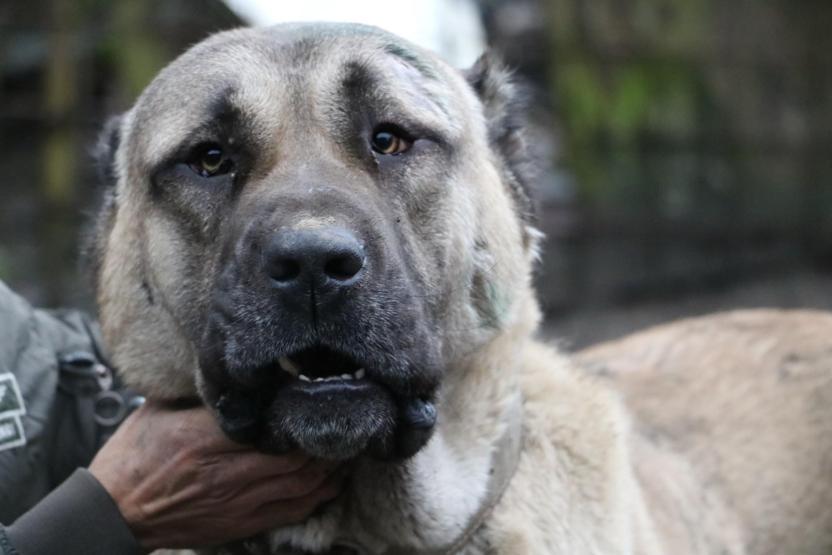 Bu köpeklerin değeri dudak uçuklatıyor