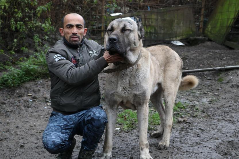 Bu köpeklerin değeri dudak uçuklatıyor