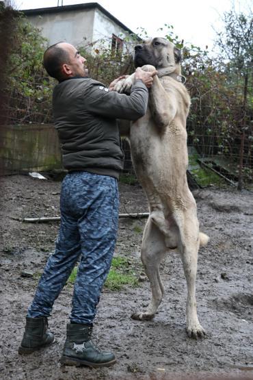 Bu köpeklerin değeri dudak uçuklatıyor