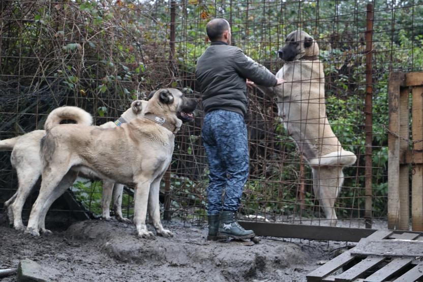 Bu köpeklerin değeri dudak uçuklatıyor