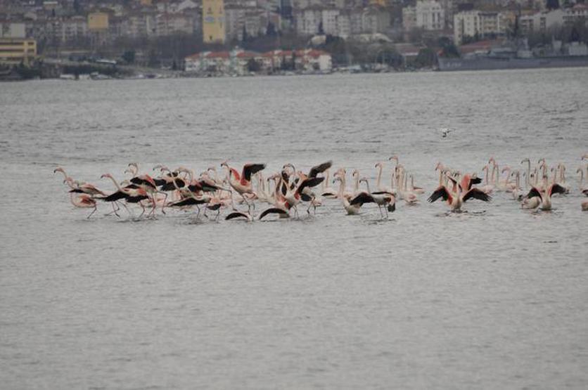 Yüzlerce flamingo İzmit Körfezi’ne akın etti