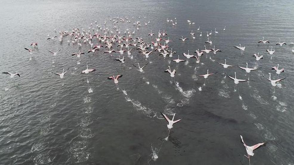 Yüzlerce flamingo İzmit Körfezi’ne akın etti