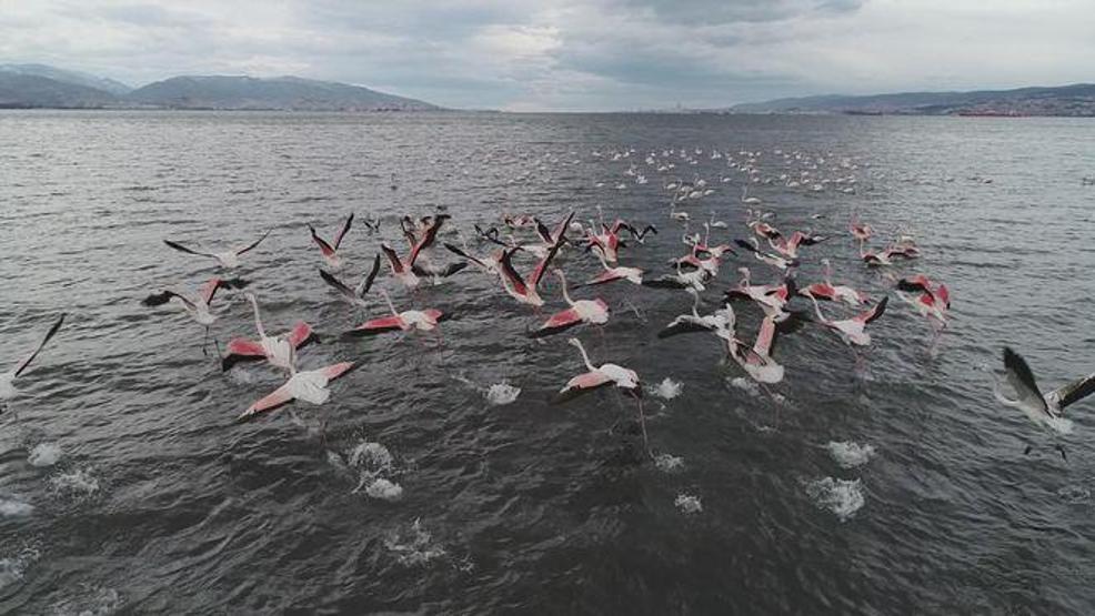 Yüzlerce flamingo İzmit Körfezi’ne akın etti