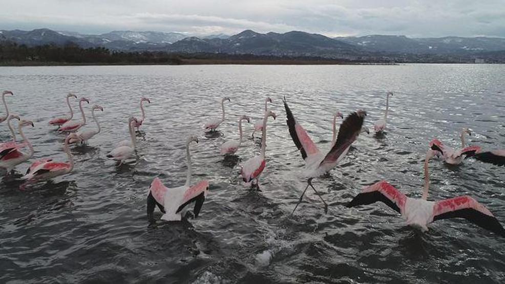 Yüzlerce flamingo İzmit Körfezi’ne akın etti