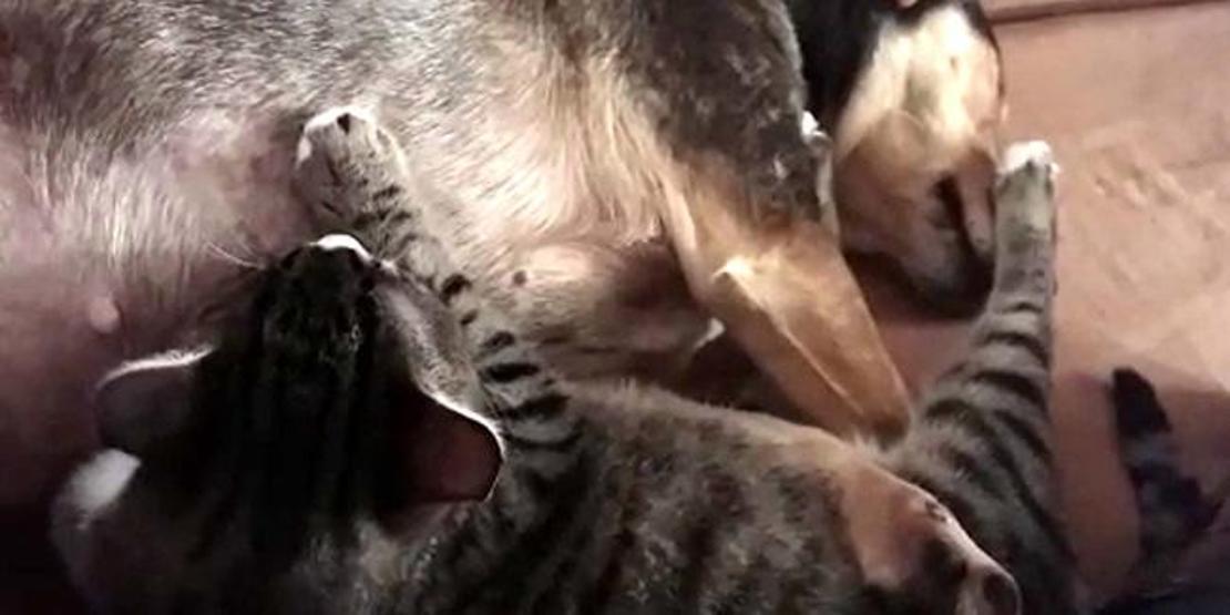 Sosis köpek, annesiz yavru kedileri emziriyor